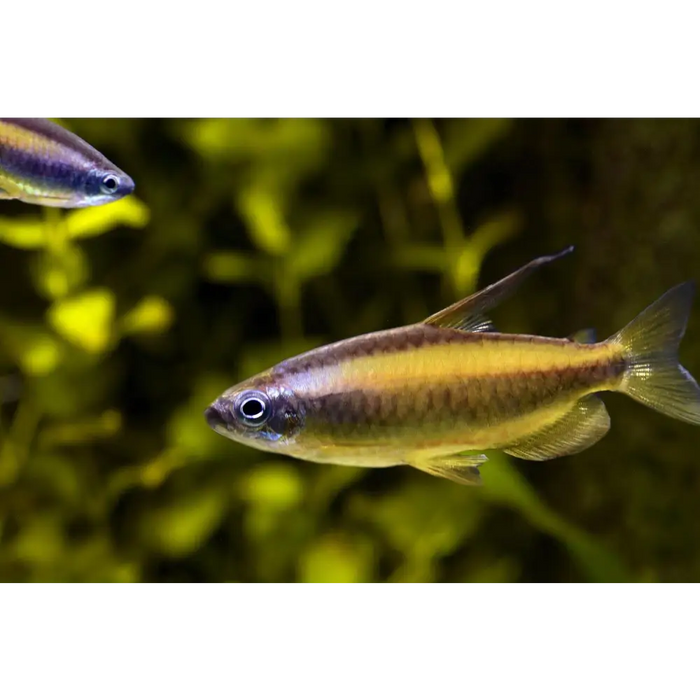 Blue eye golden congo tetra - medium ~4cm - livestock