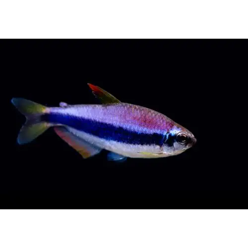 Blue kerri tetra - 1 fish - livestock