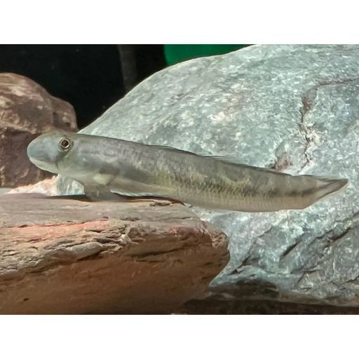 Blue snake goby livestock