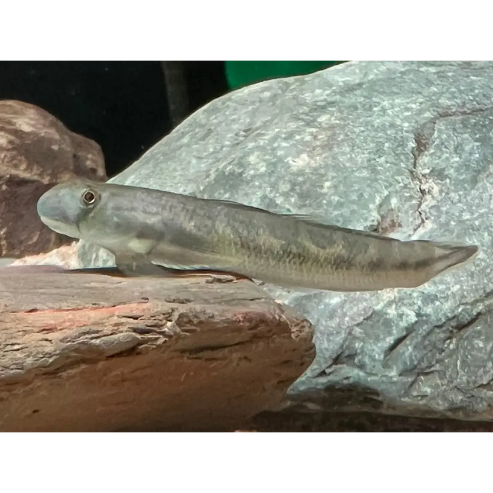 Blue snake goby livestock
