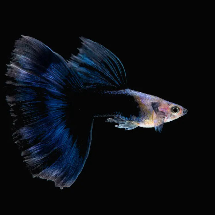 Blue topaz guppy pair livestock
