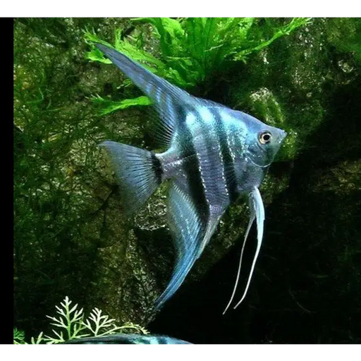 Blue zebra angelfish - livestock