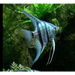 Blue zebra angelfish - 4-5cm - livestock