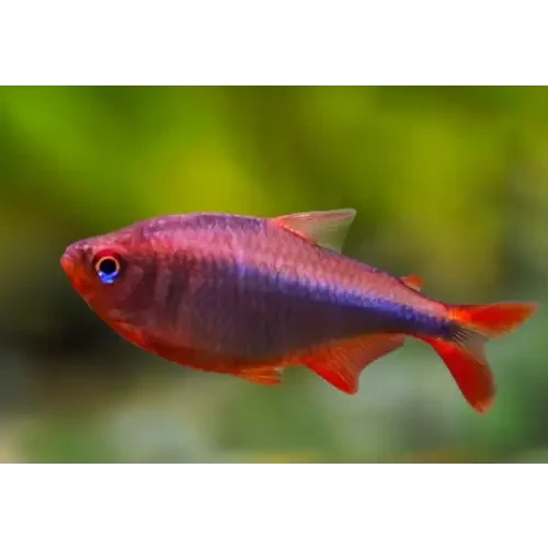 Blueberry tetra - 1 fish - livestock