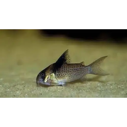 Bluespotted cory - animals & pet supplies