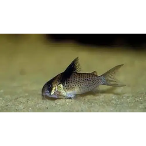 Bluespotted cory animals & pet supplies