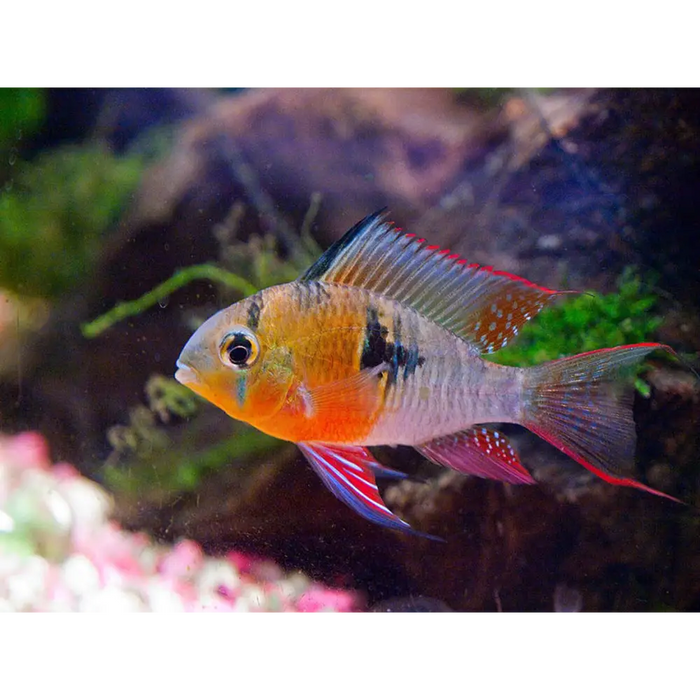 Bolivian ram single fish livestock