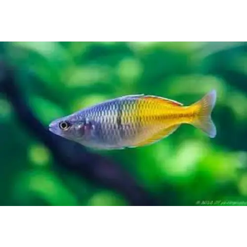 Bosemani rainbowfish - livestock