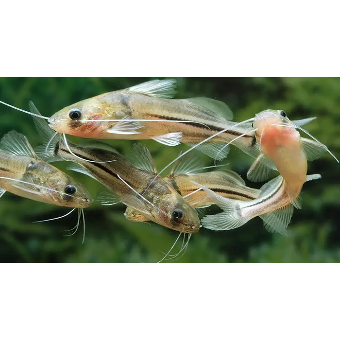 Brachyrhamdia meesi animals & pet supplies