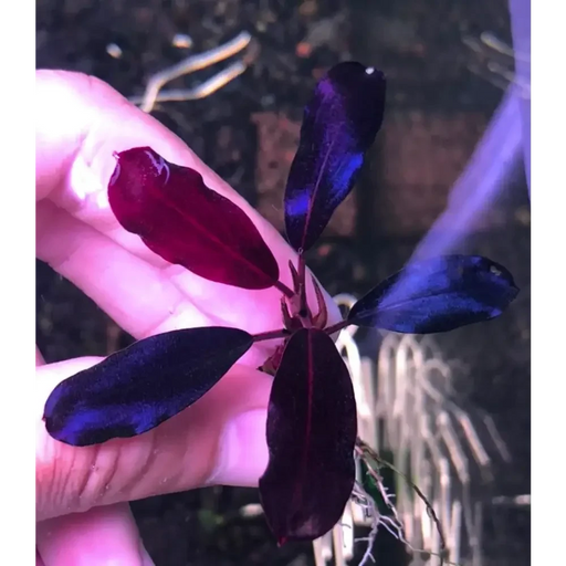 Bucephalandra sp. ’black angel’ [submersed] - regular