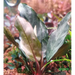 Bucephalandra sp. ’cypress’ [submersed] - regular (~2cm