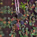 Bucephalandra sp. ’elephant jade’[submersed] - bucephalandra