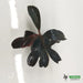Bucephalandra sp. ’helena 2012’ [submersed] - regular