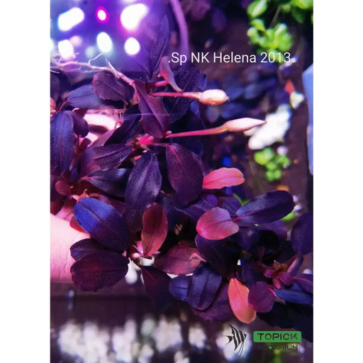 Bucephalandra sp. ’helena 2013 nk’ [submersed]