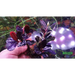 Bucephalandra sp. ’helena thick’ [submersed] - regular
