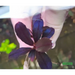 Bucephalandra sp. ’neo’ [submersed] - regular (~3cm)