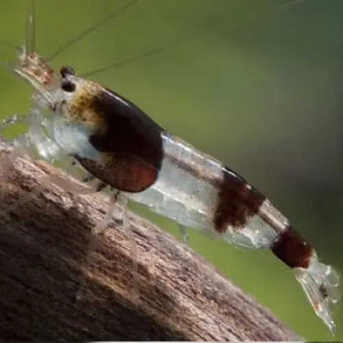 Bumble bee shrimp livestock