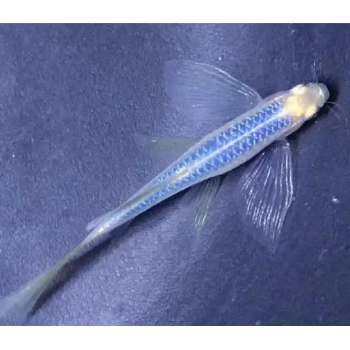 Butterfly blueberry danio livestock