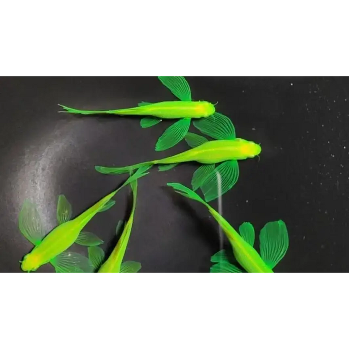 Butterfly neon green danio - livestock