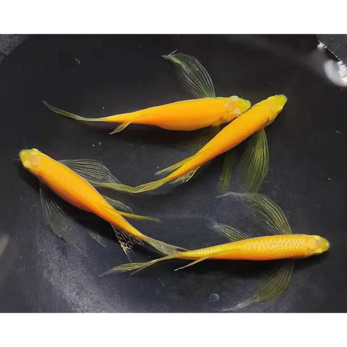 Butterfly neon yellow danio livestock