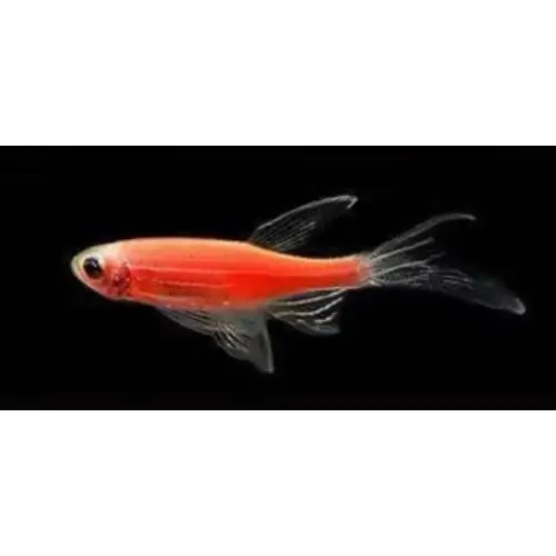 Butterfly red danio livestock