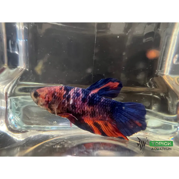Candy betta #1001 livestock