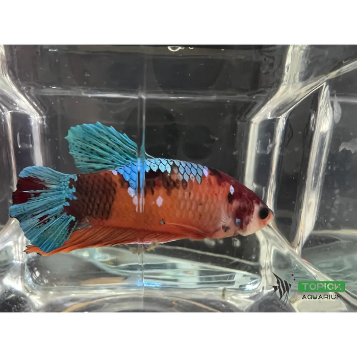 Candy betta #1003 livestock