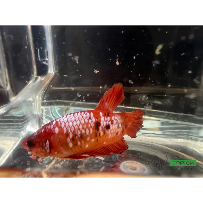 Candy betta #1004 livestock