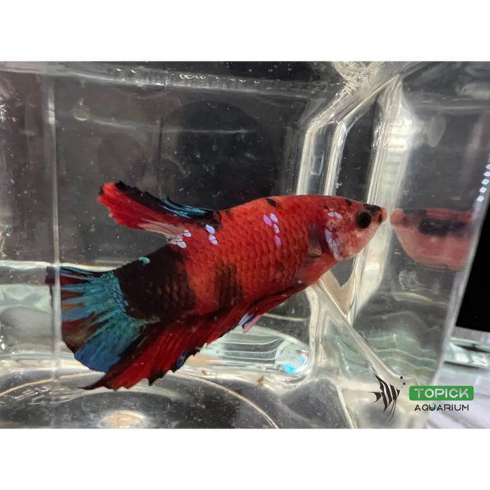 Candy betta #1005 livestock