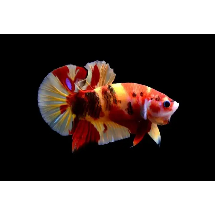 Candy betta livestock