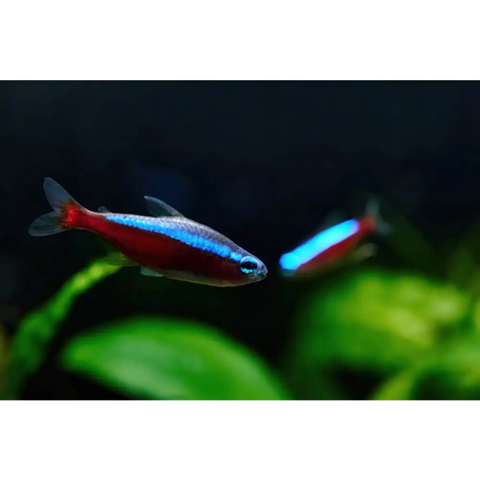 Cardinal tetra - livestock