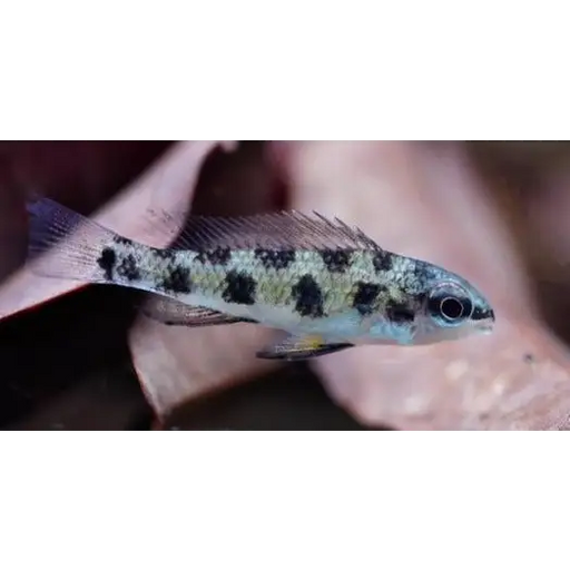 Checkerboard cichlid single fish livestock