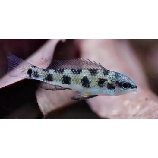 Checkerboard cichlid single fish livestock