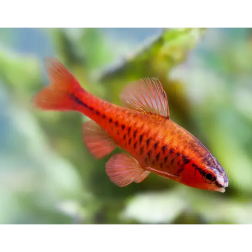 Cherry barb livestock
