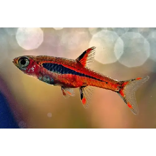 Chili rasbora (boraras brigittae) - livestock