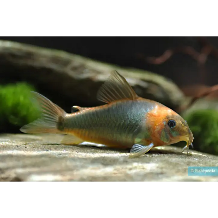 Corydoras eque - animals & pet supplies
