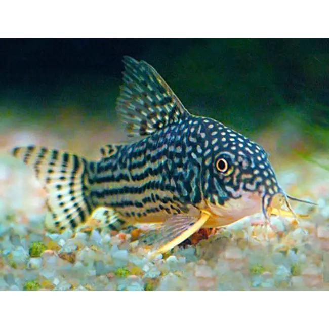 Corydoras sterbai - animals & pet supplies