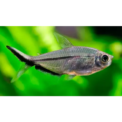 Costae tetra livestock