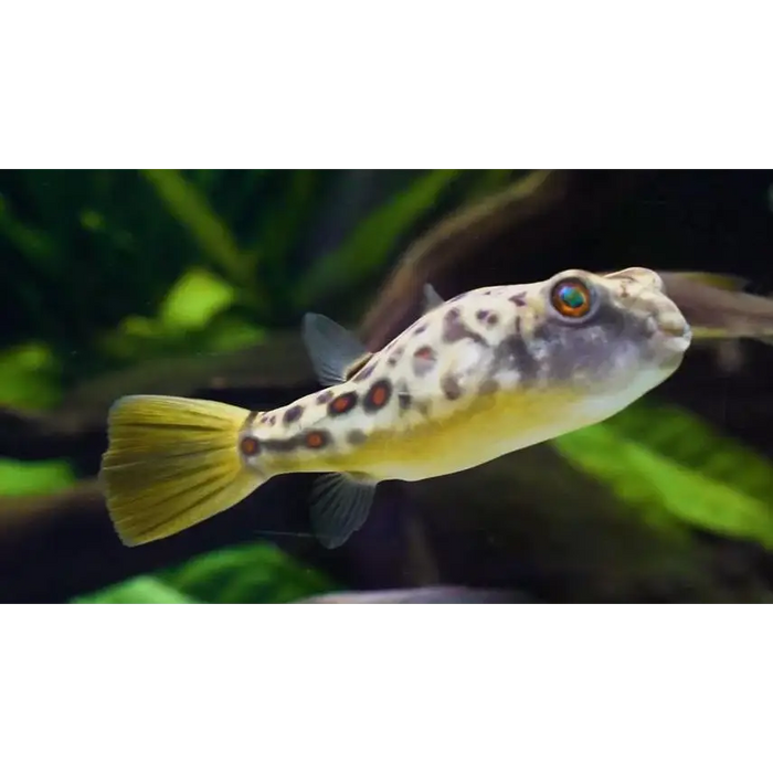 Cross river puffer small (~5cm)