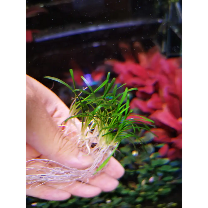 Cryptocoryne sp. Parva mini - regular portion (5-6 plants)