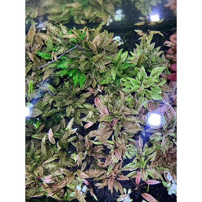 Cryptocoryne striolata sp.