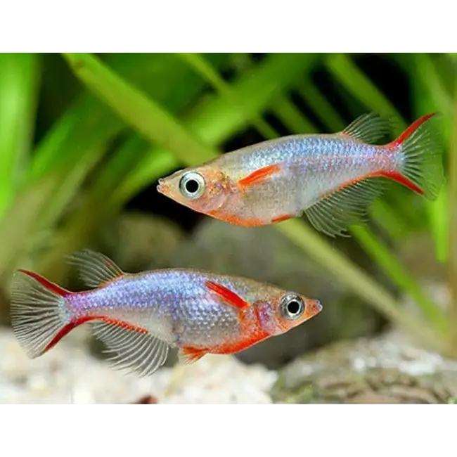 Daisy’s ricefish livestock