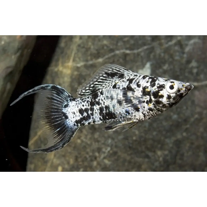 Dalmatian lyretail molly livestock