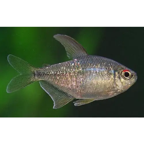 Diamond tetra - livestock