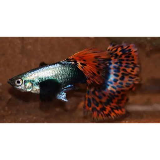 Dumbo ear mosaic guppy livestock