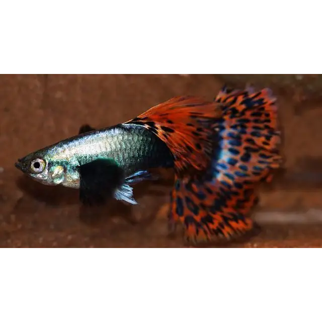 Dumbo ear mosaic guppy livestock