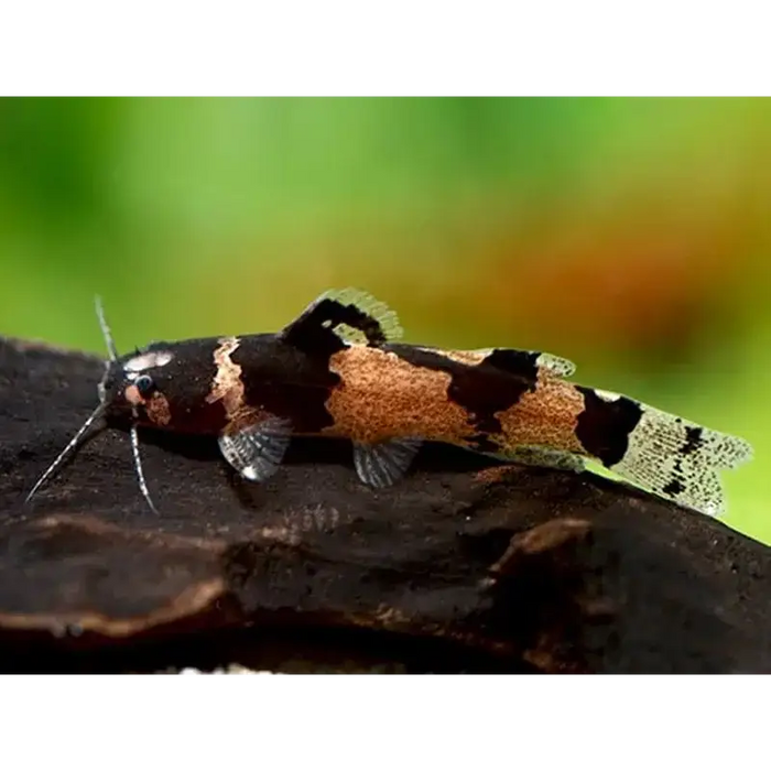 Dwarf marbled catfish (microglanis iheringi) single (~4cm)