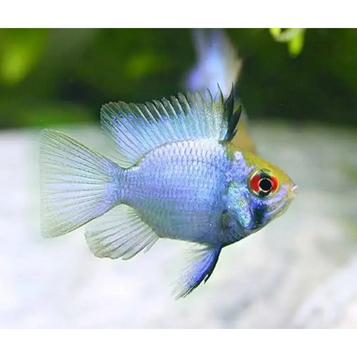 Electric blue balloon ram livestock