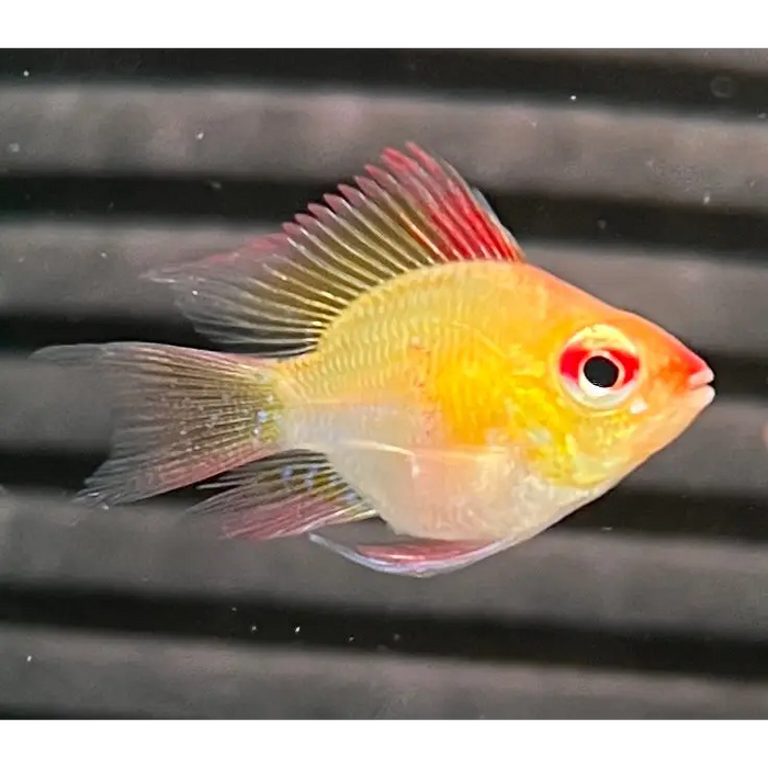Golden balloon ram livestock