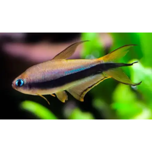 Emperor tetra livestock